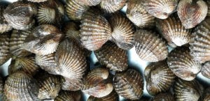 Blood cockles