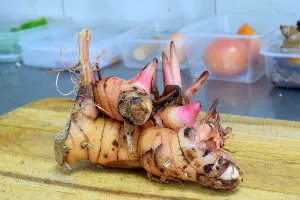 galangal for rendang